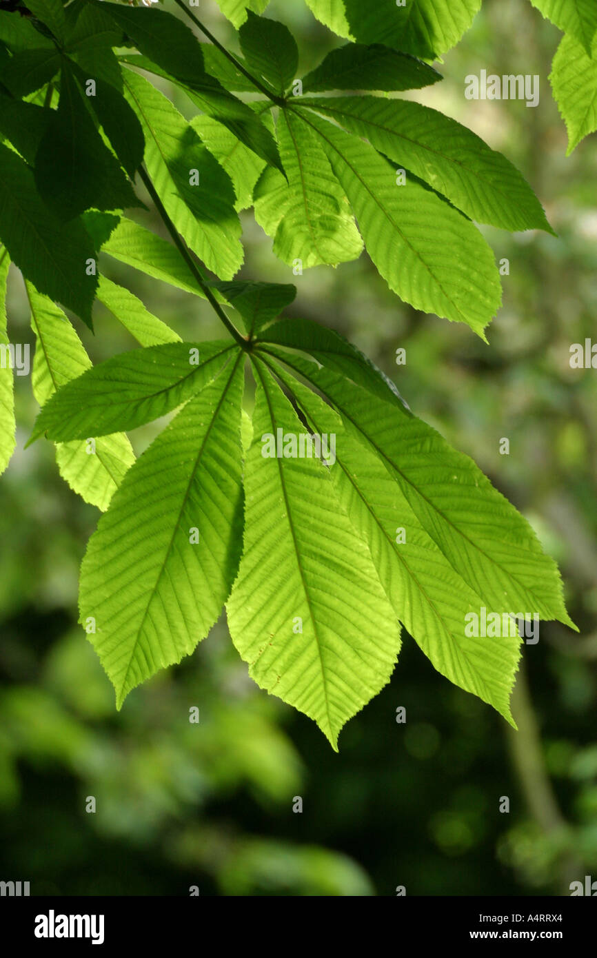 Horse Chestnut Tree Leaves Stock Photo Alamy horse-chestnut-tree-leaves-stock-photo-alamy