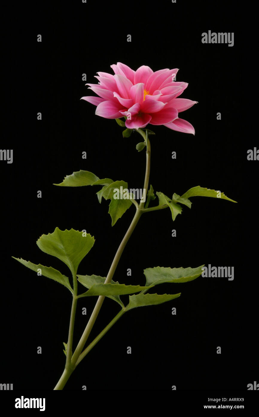 pink dahlia flower Stock Photo - Alamy