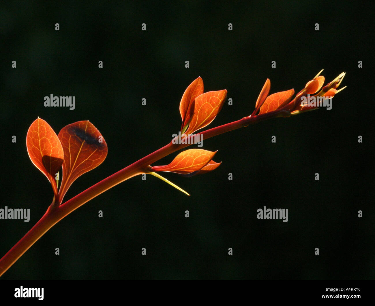 Beautiful vibrant orange leaves hi-res stock photography and images - Alamy