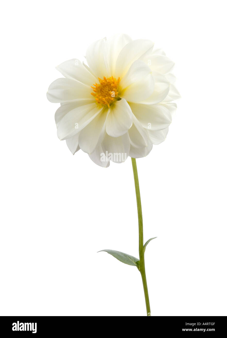 dahlia flower Stock Photo