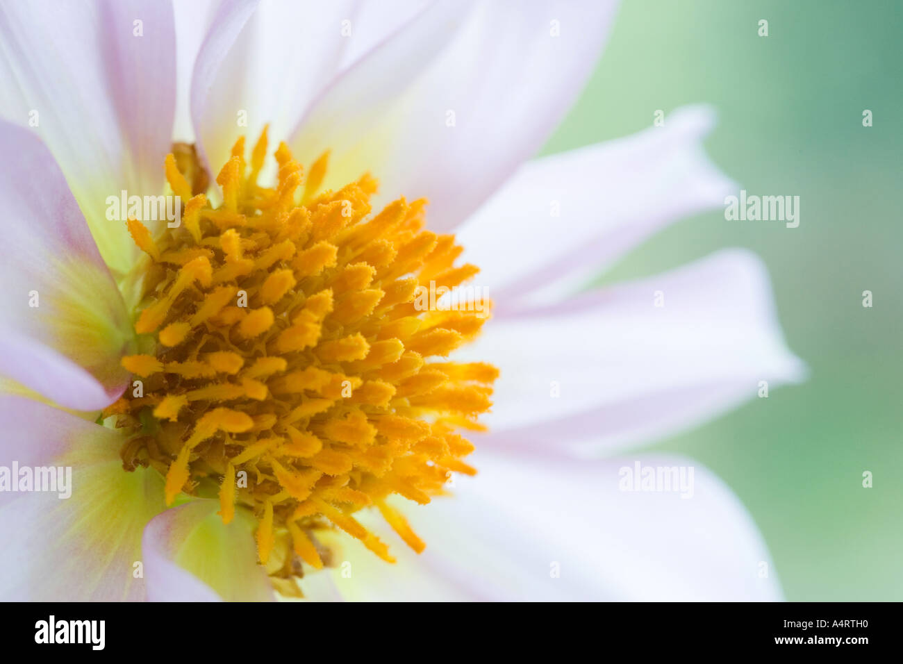 dahlia flower Stock Photo