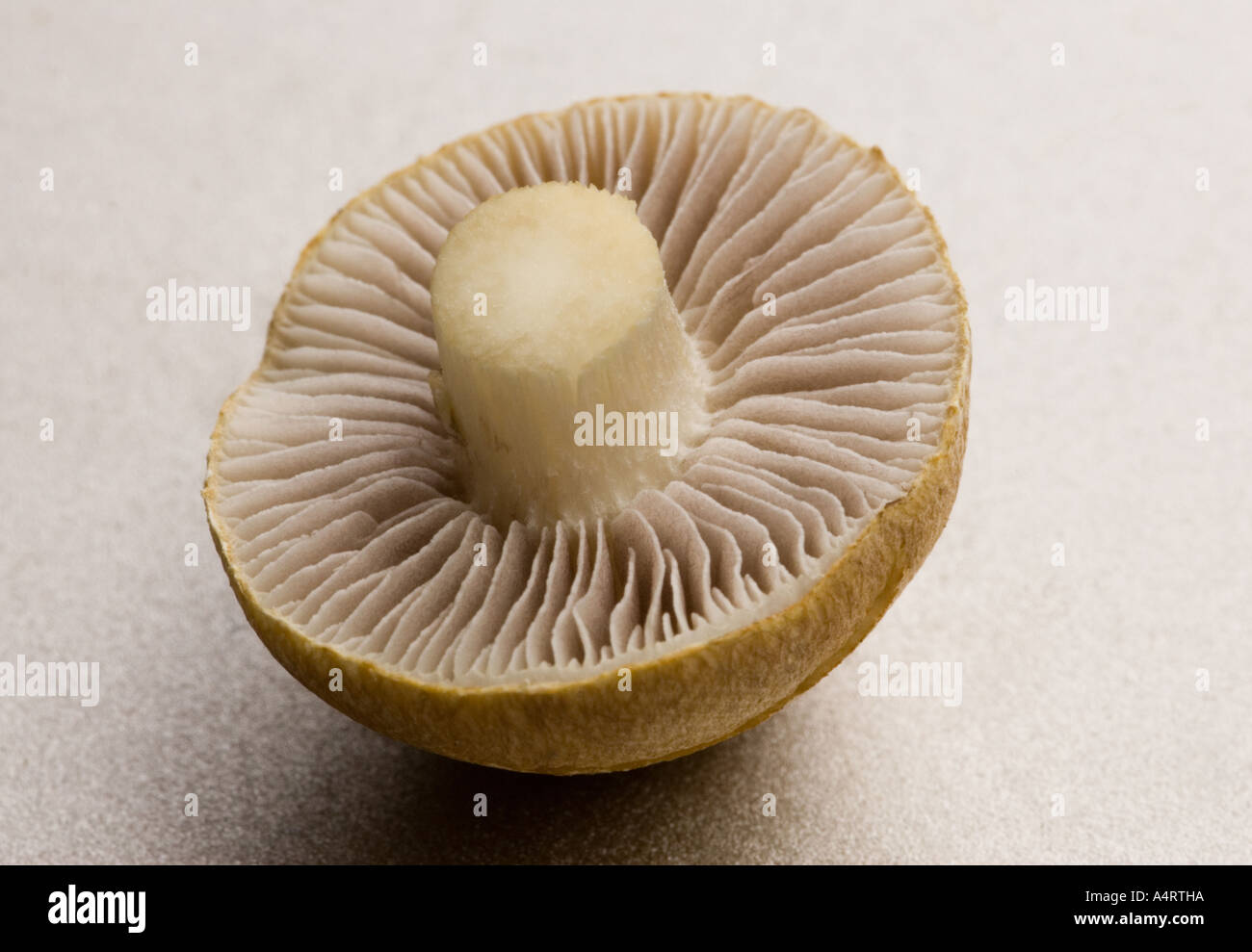 a wild mushroom Stock Photo