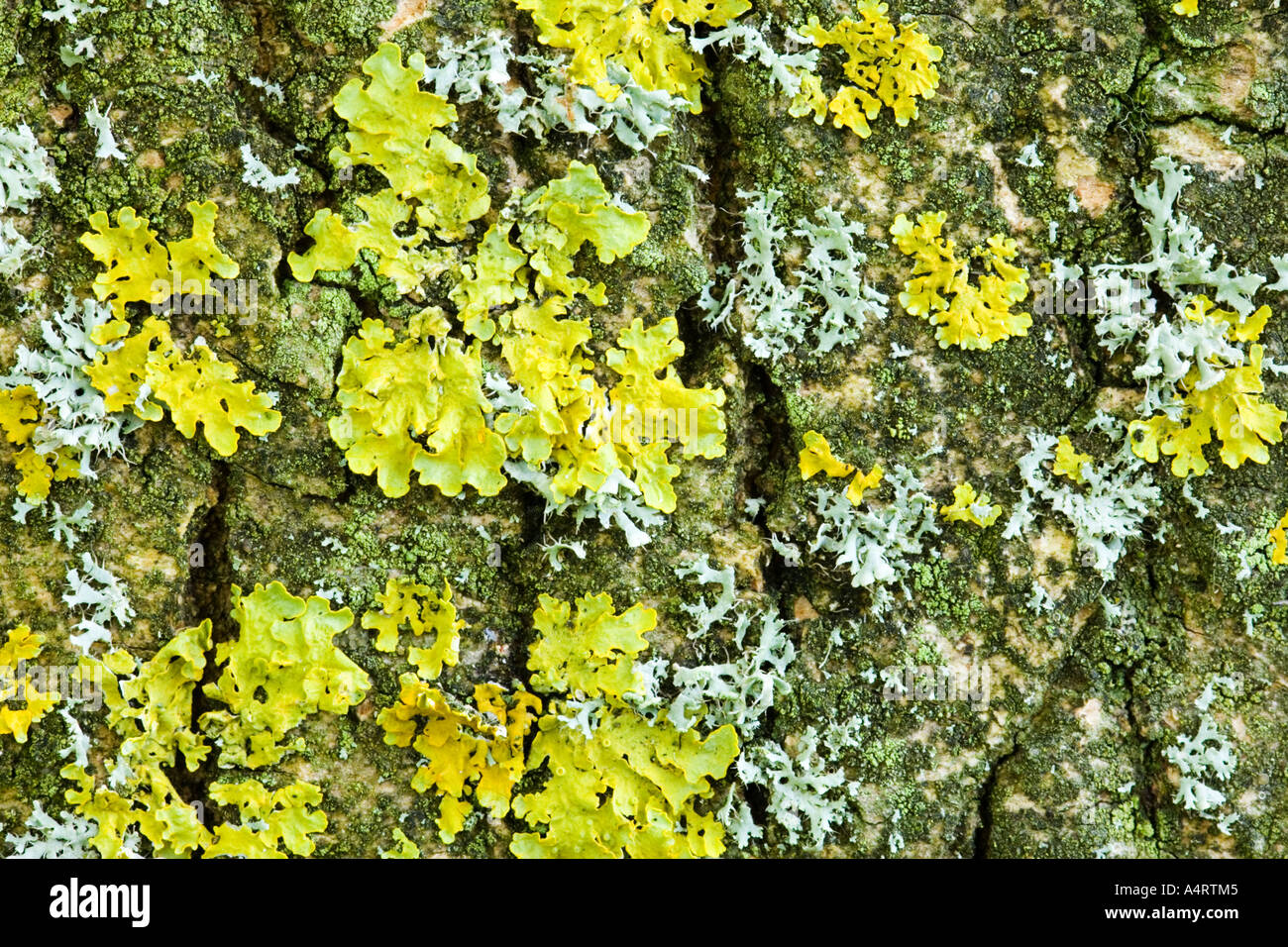 lichen on tree bark Stock Photo