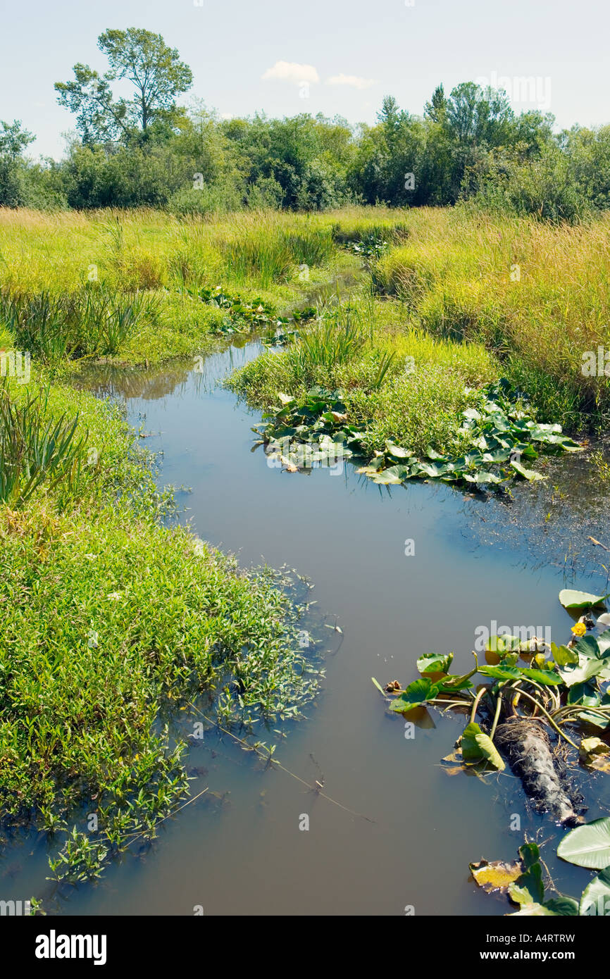 Path of muddy water through wetland vegetation Stock Photo