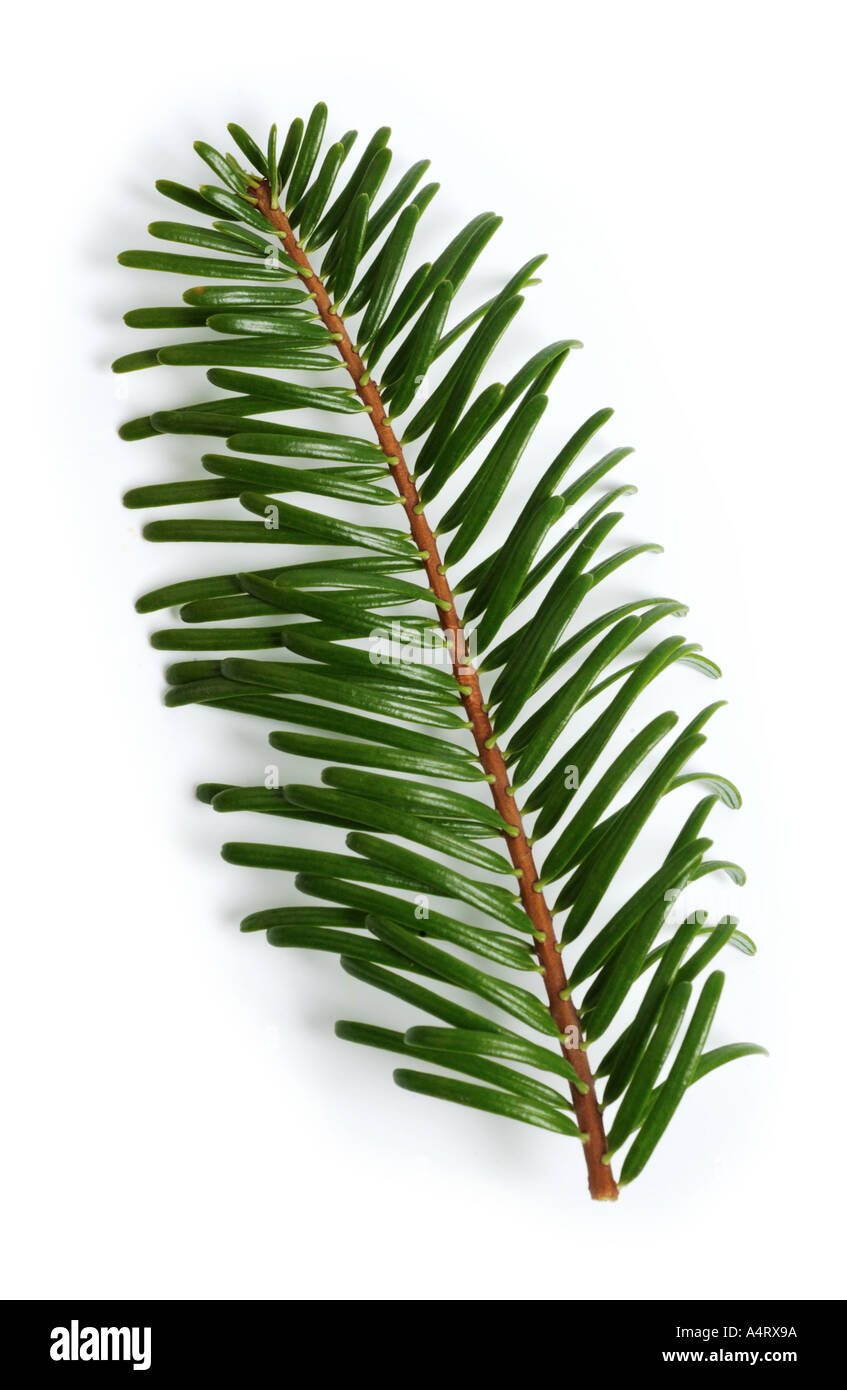 Christmas tree branch Stock Photo Alamy
