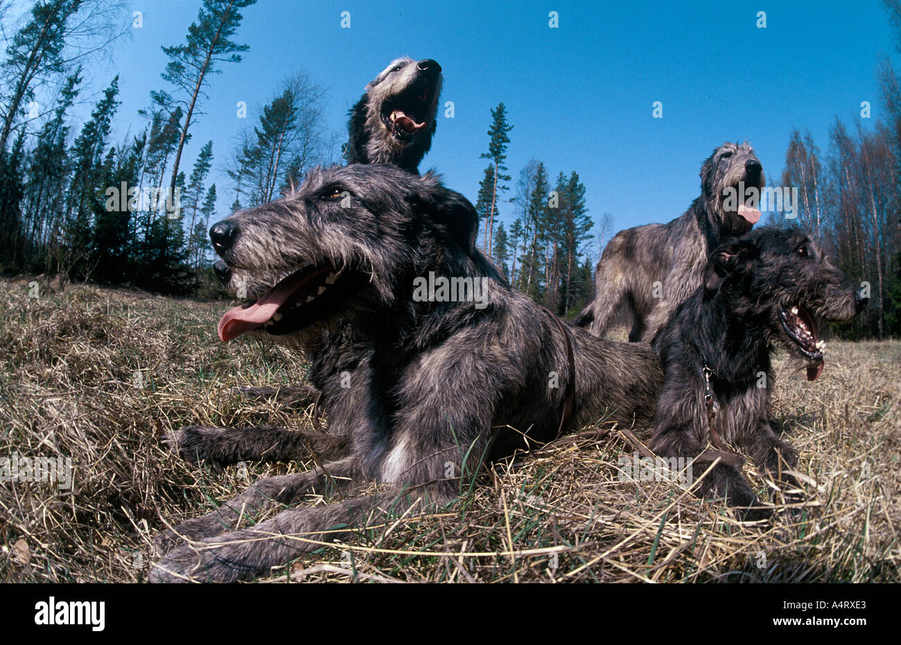 five irish wolf dogs Stock Photo