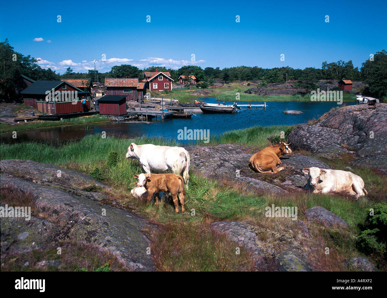 a small village in the stockholm archipelago with cattles situated on the island Långviksskär in the Stockholm archipelago Stock Photo