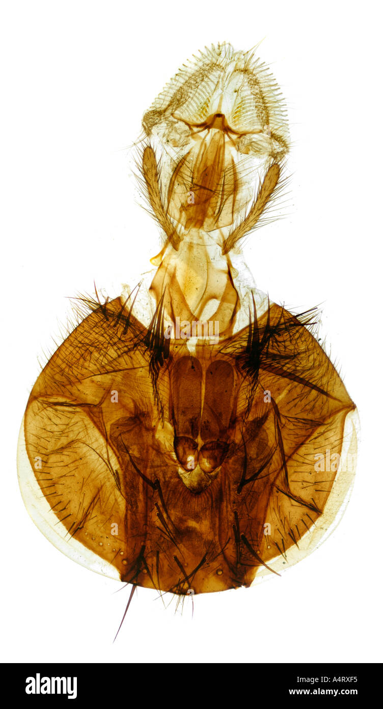 Fly Proboscus Fly proboscis photomicrograph hi-res stock photography and images - Alamy