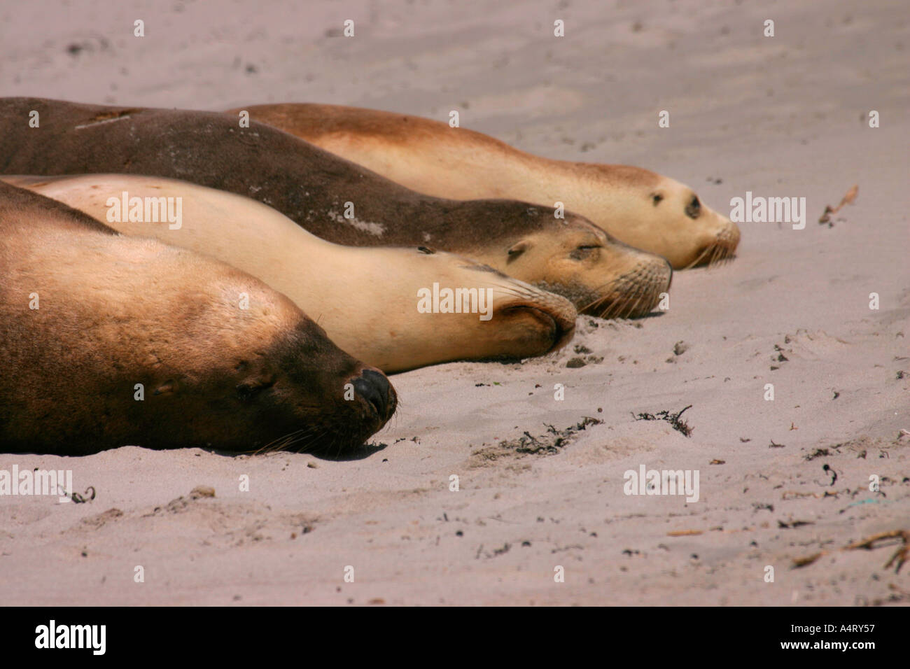 Australian sea lions neophoca cinerea Stock Photo Alamy