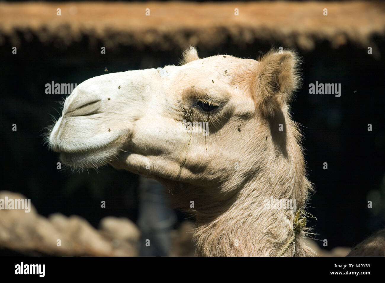 Camel in a Nubian village outside Aswan in Egypt Stock Photo