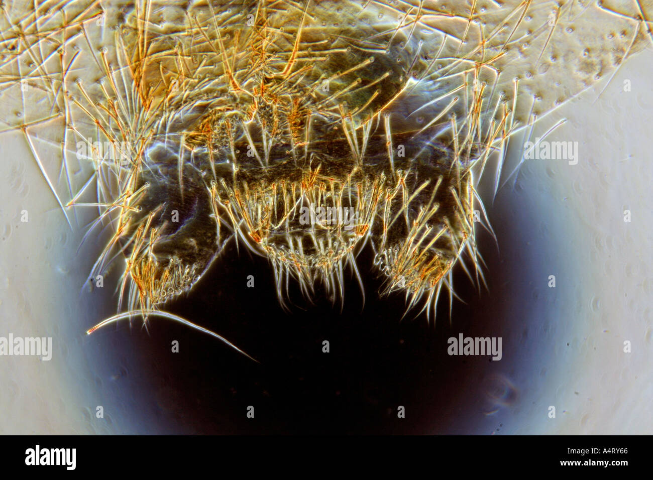 spider spinnerets darkfield photomicrograph Stock Photo