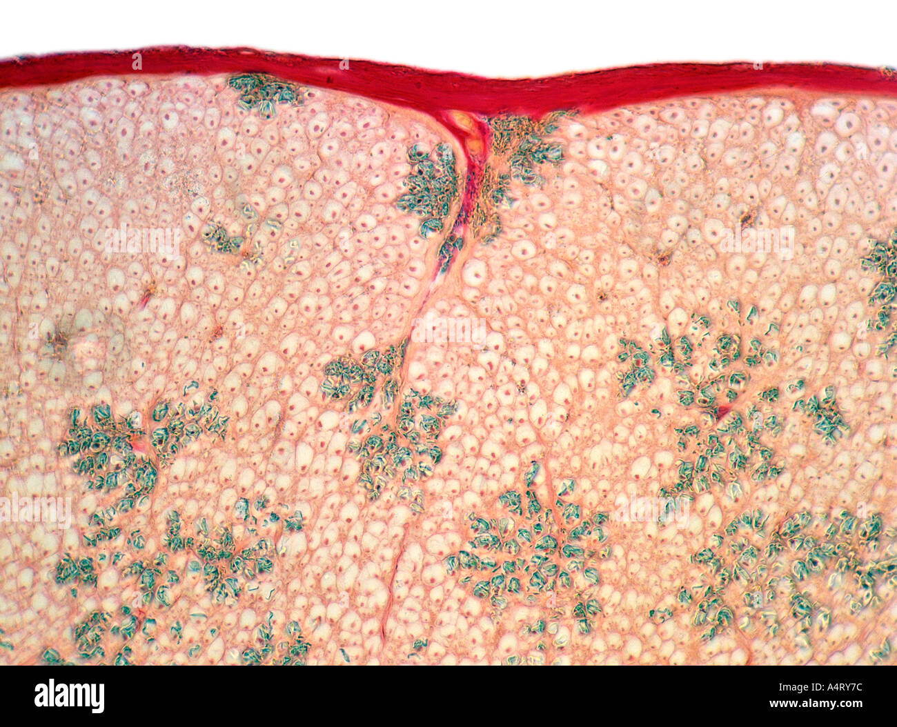 photomicrograph kidney section Stock Photo