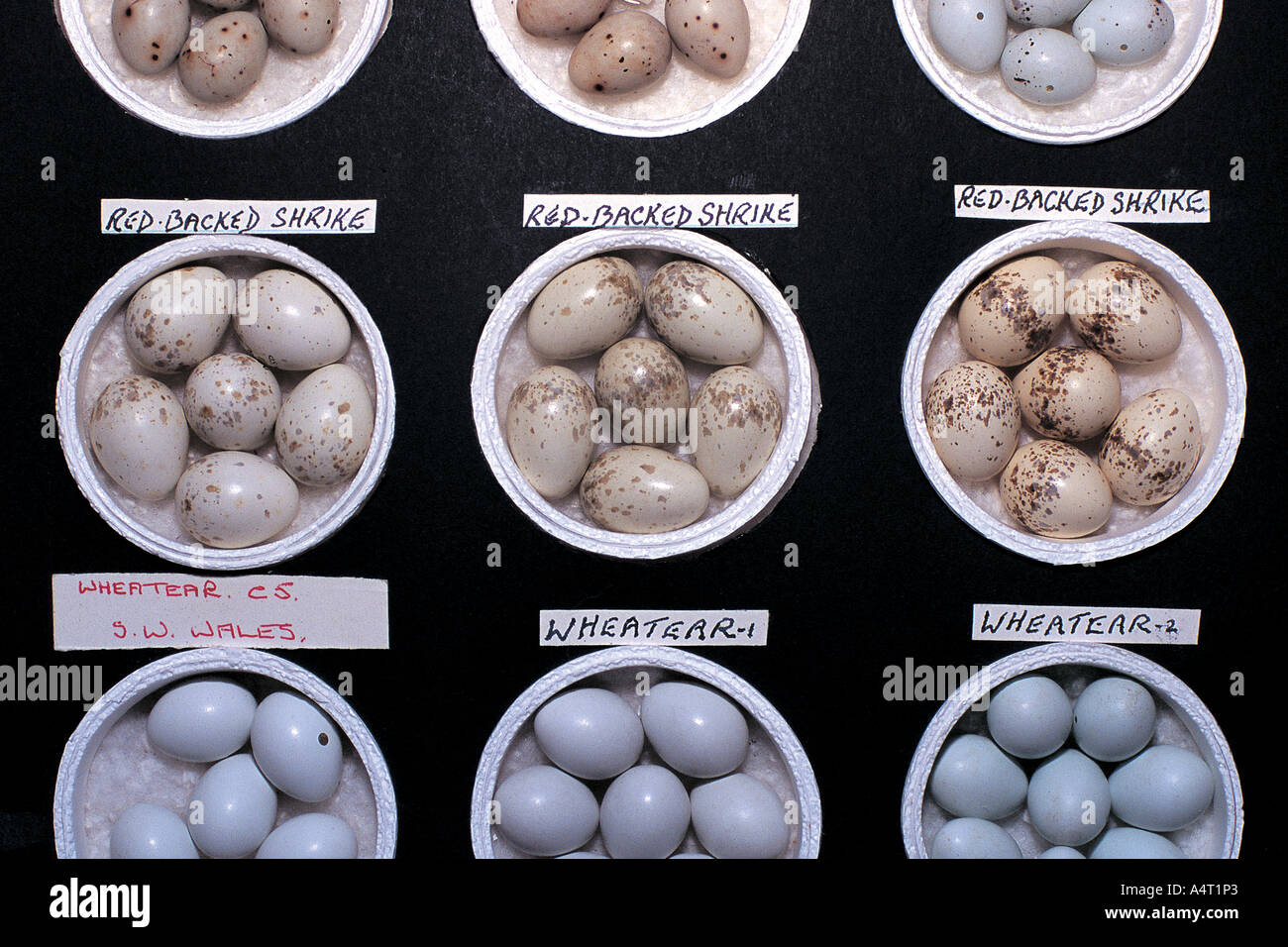 Part of an illegal collection of birds eggs including several clutches