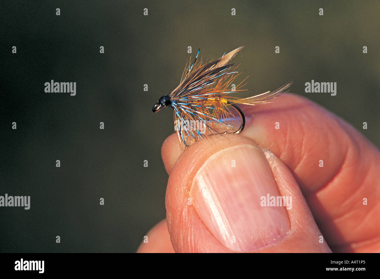 Trout with feathers hi-res stock photography and images - Alamy