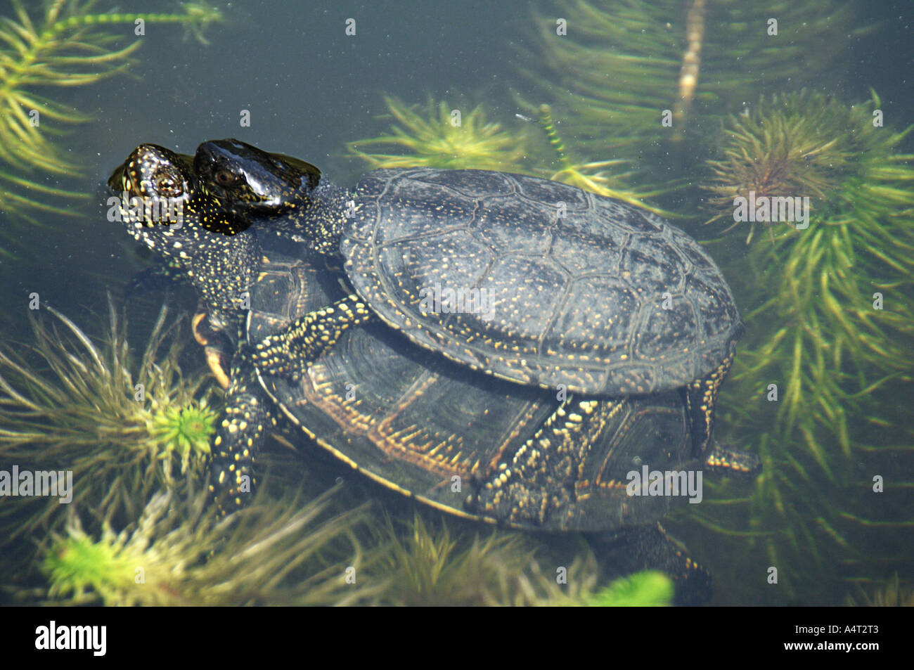 two pond terrapins in water Emydidae Stock Photo 6351362 Alamy