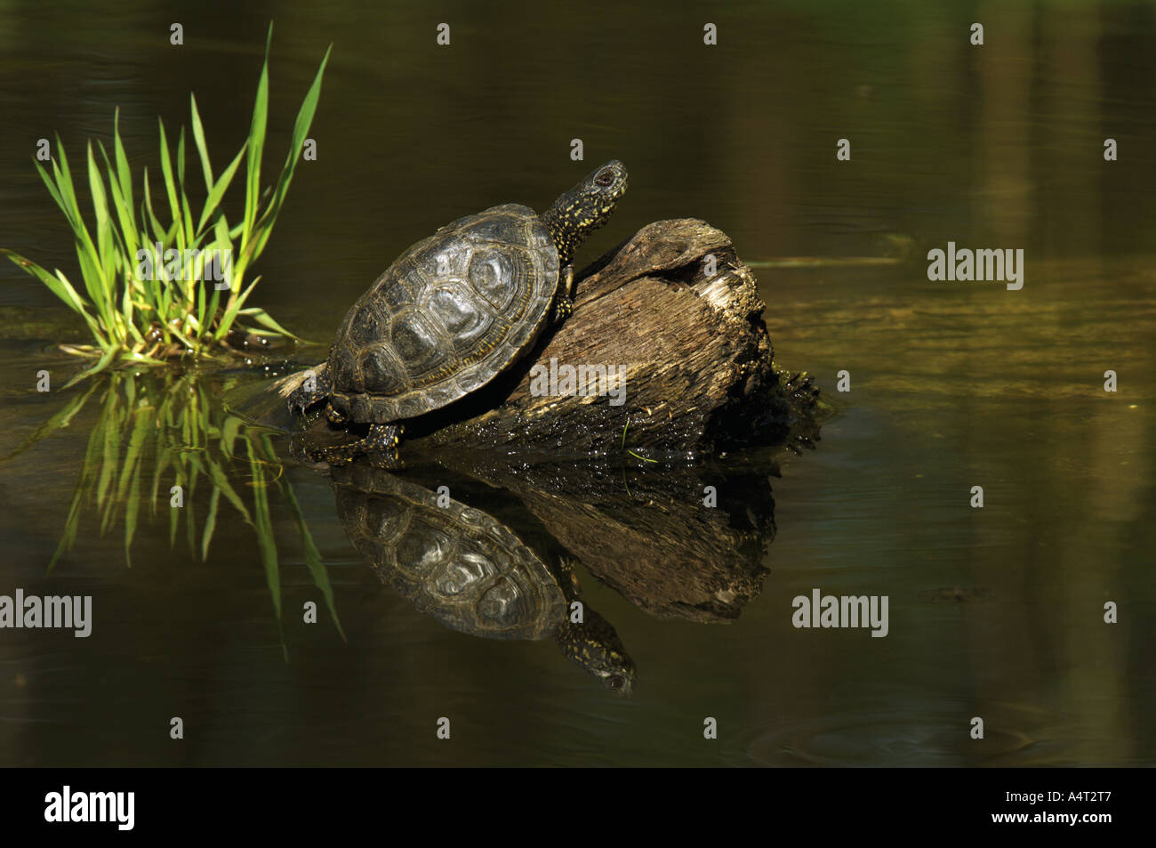 pond terrapin on root in water Emydidae Stock Photo Alamy