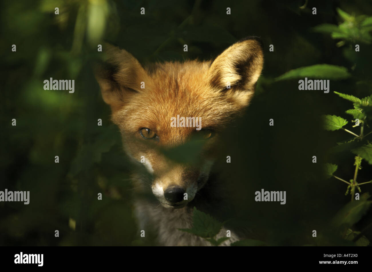 red fox in shrubbery Vulpes vulpes Stock Photo