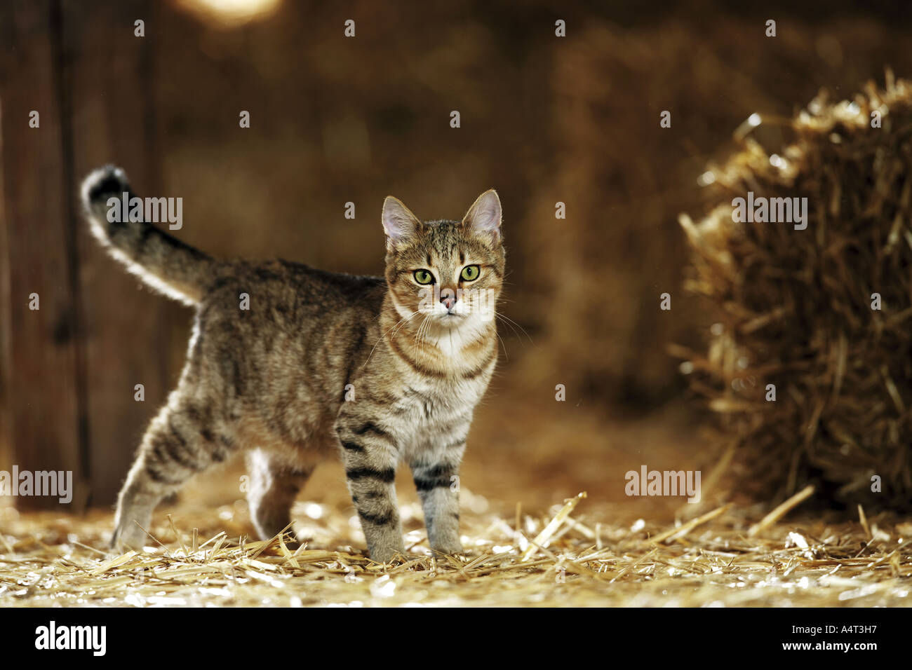 Hauskatze stehend im Strohdomestic cat standing in straw Stock Photo