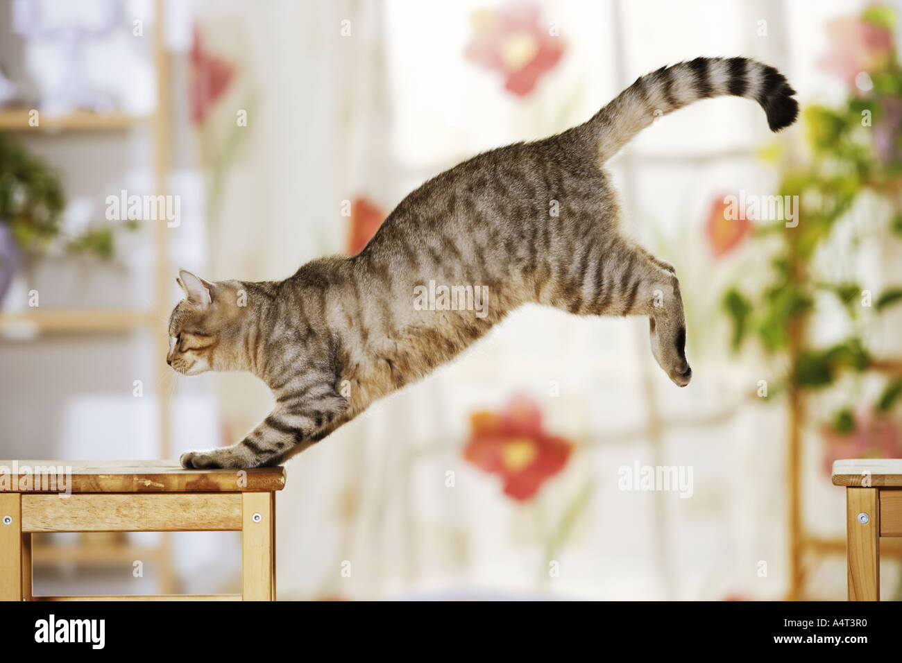 How Do I Keep My Cat From Jumping On The Table at Paul Krueger blog