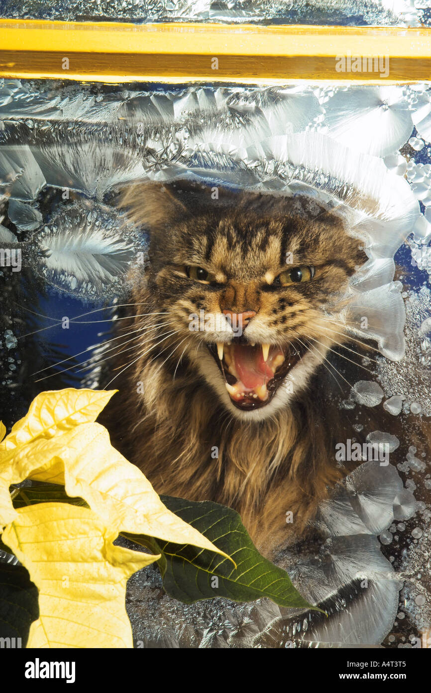 Maine Coon looking out of window hissing Stock Photo Alamy