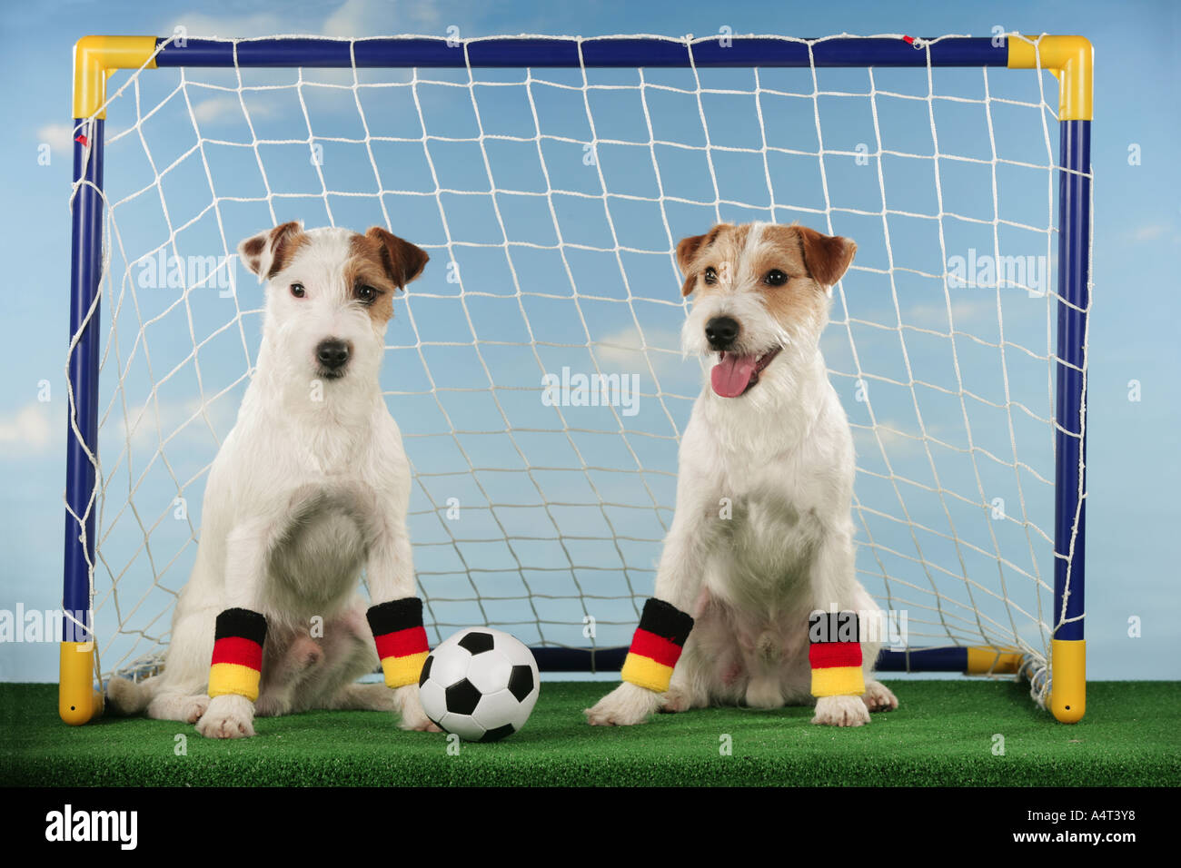 world championship of soccer two Jack Russell Terrier with ball sitting in goal Stock Photo