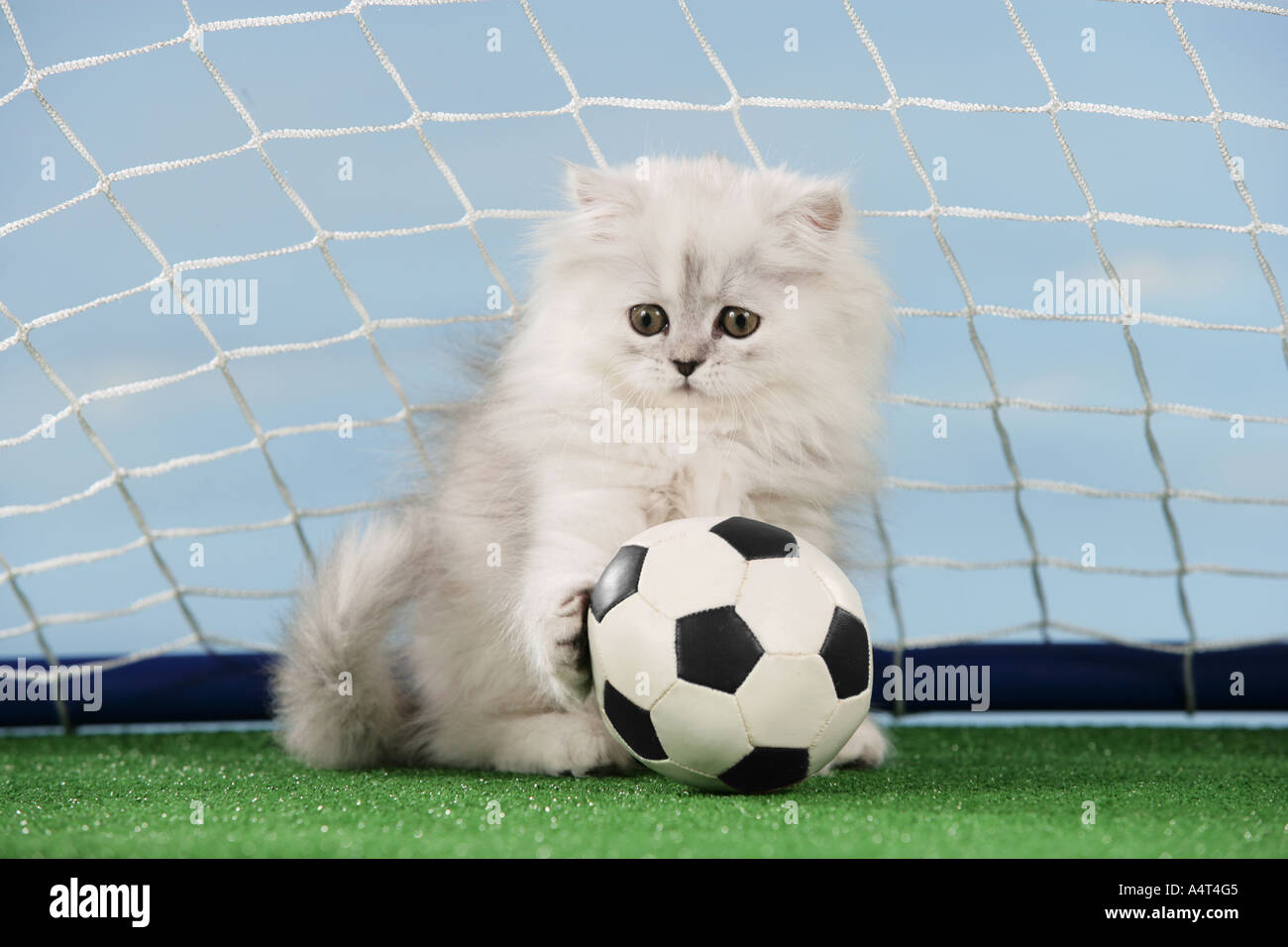 cat soccer ball