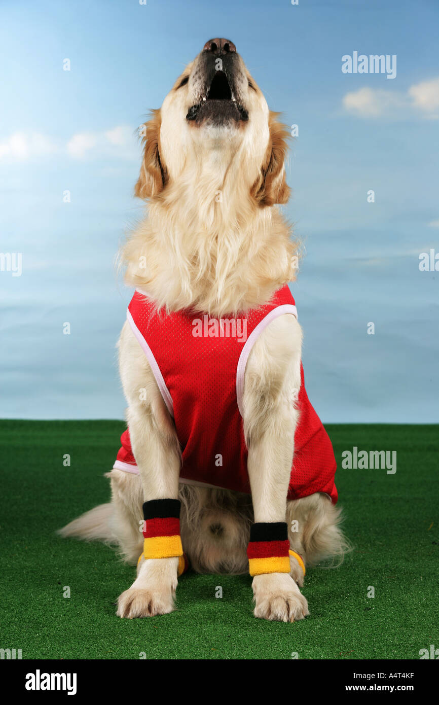 Dog football shirt hires stock photography and images Alamy