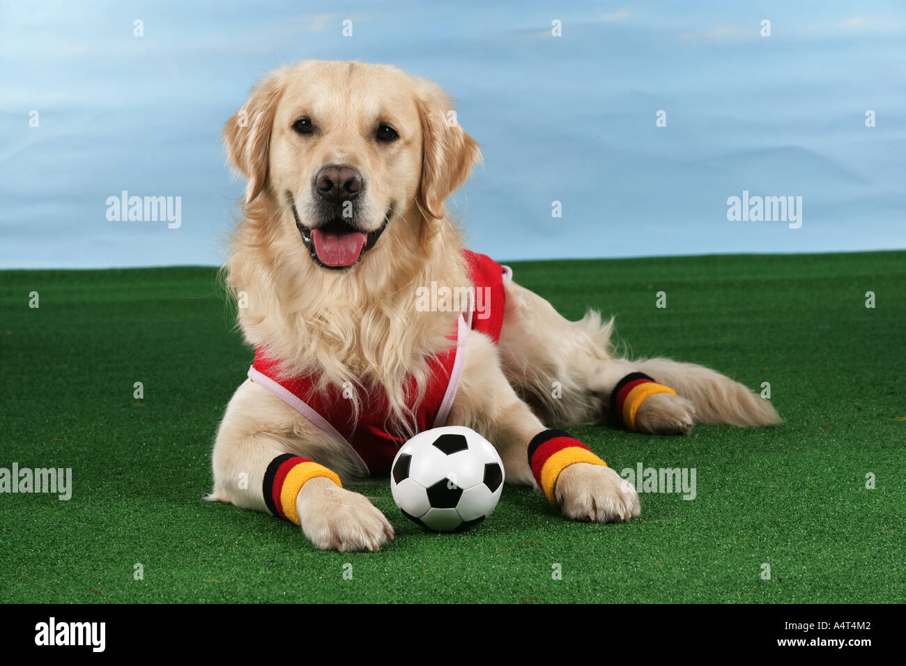 world championship of soccer Golden Retriever lying with ball Stock ...