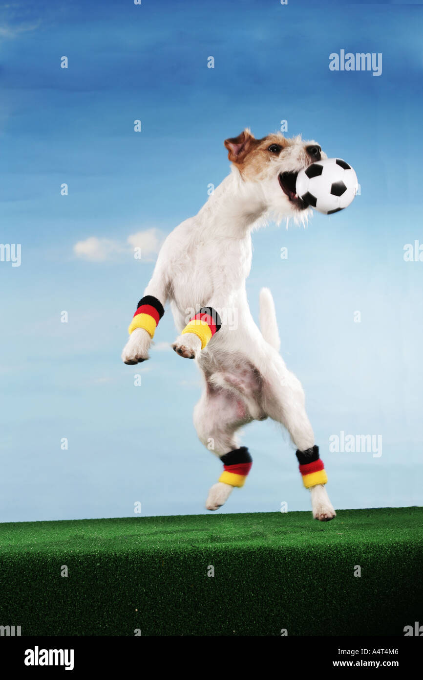world championship of soccer Jack Russell Terrier catching ball Stock Photo
