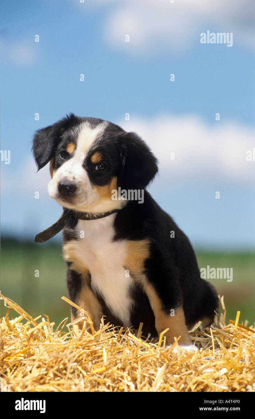 Entlebuch Cattle Dog High Resolution Stock Photography and Images - Alamy
