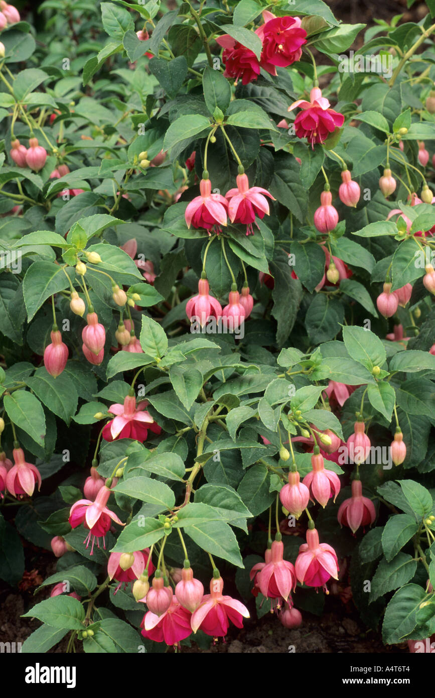 Fuchsia 'Garden News' Stock Photo