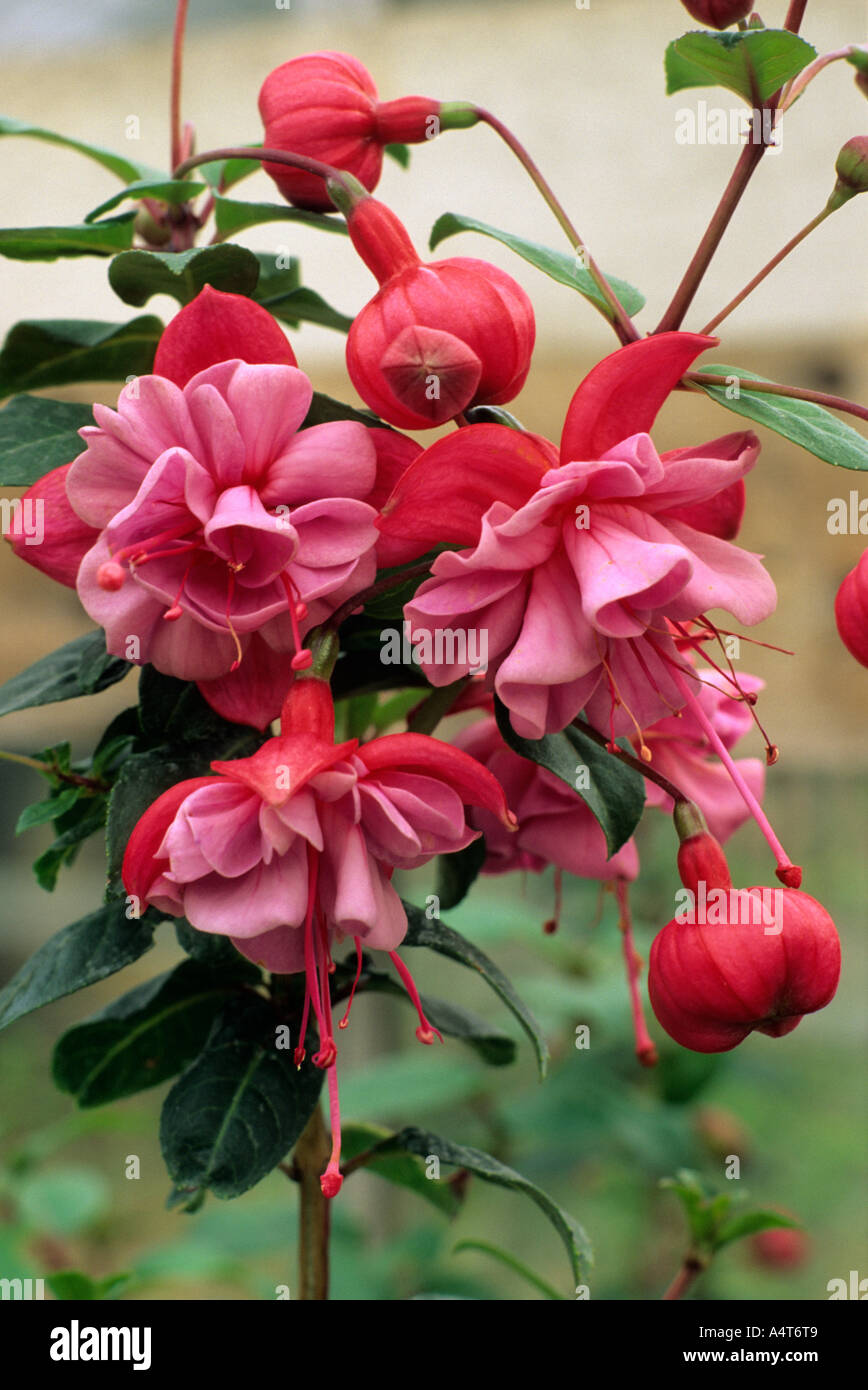 Fuchsia 'Heidi Ann' Stock Photo