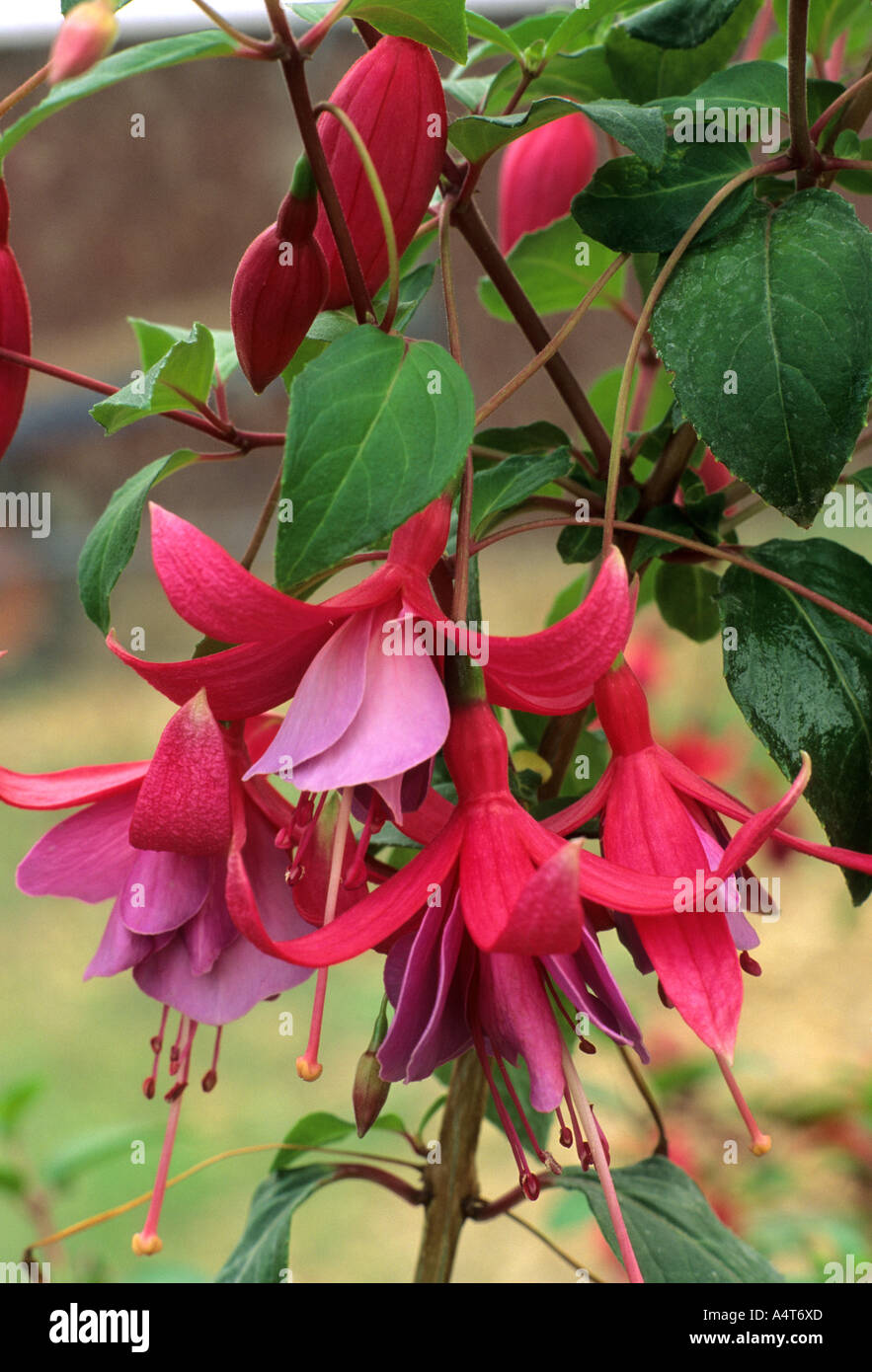 Fuchsia 'Tennessee Waltz' Stock Photo