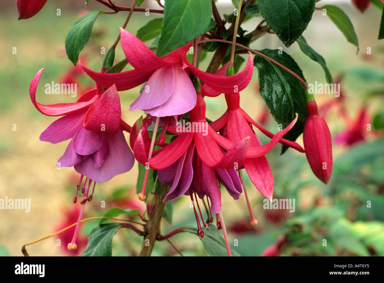 Fuchsia 'Tennessee Waltz' fuschias Stock Photo