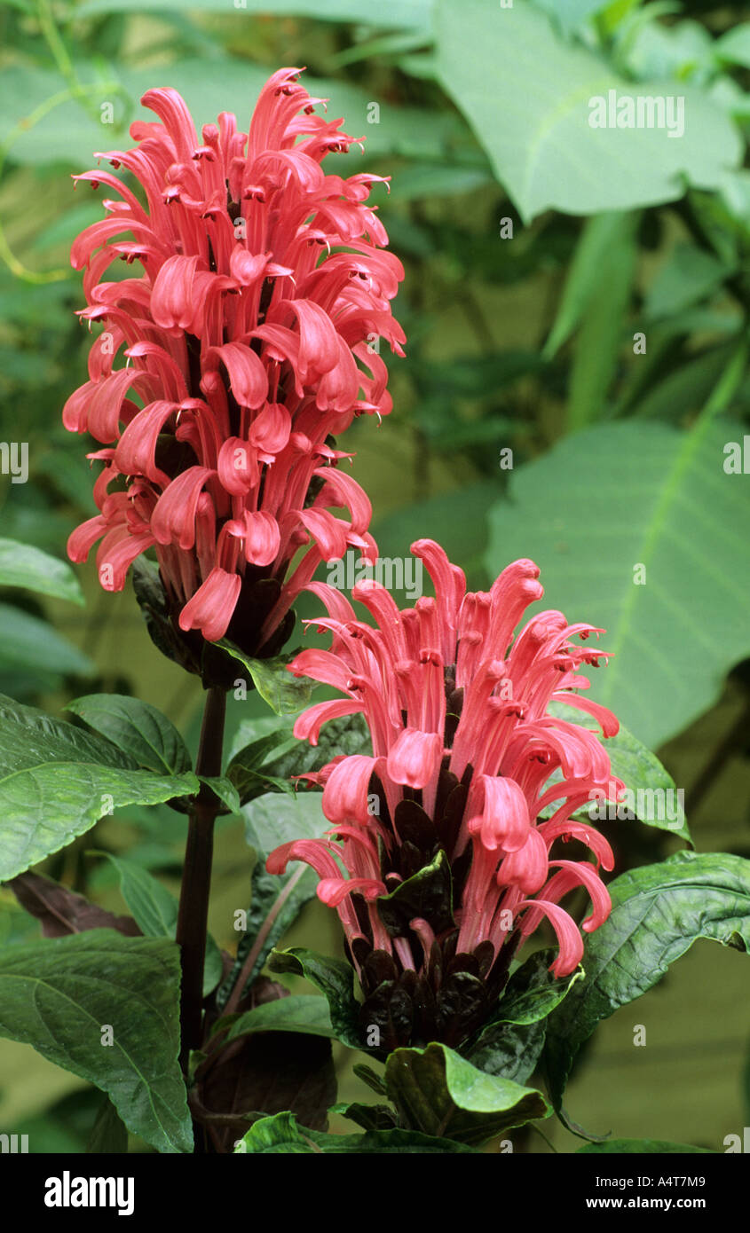 Justicia carnea syn Jacobinia carnea Stock Photo - Alamy