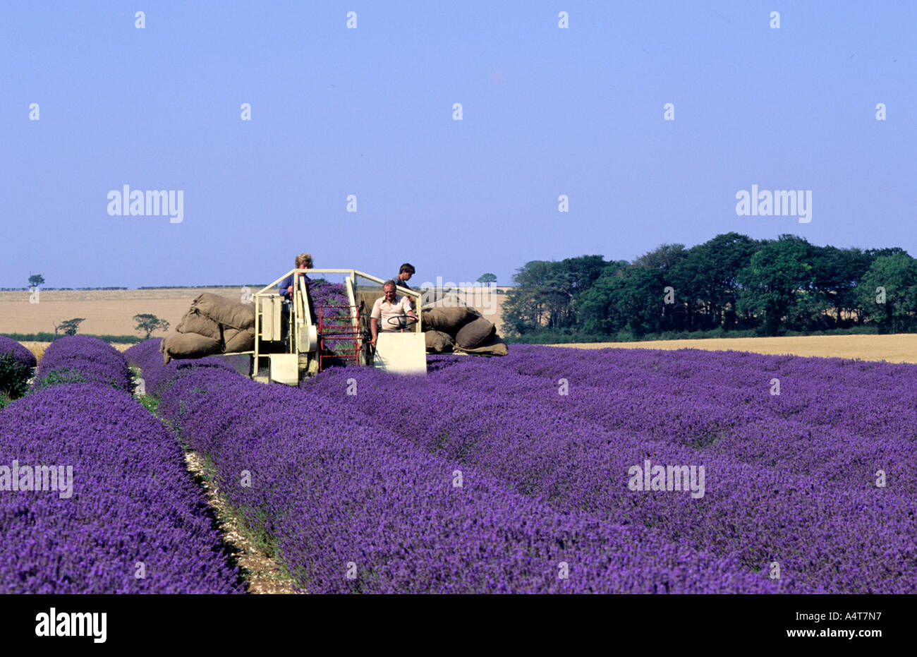 Norfolk Lavender field, fields, Harvesting commercial crop, farming, agriculture, purple colourful landscape, travel, tourism Stock Photo