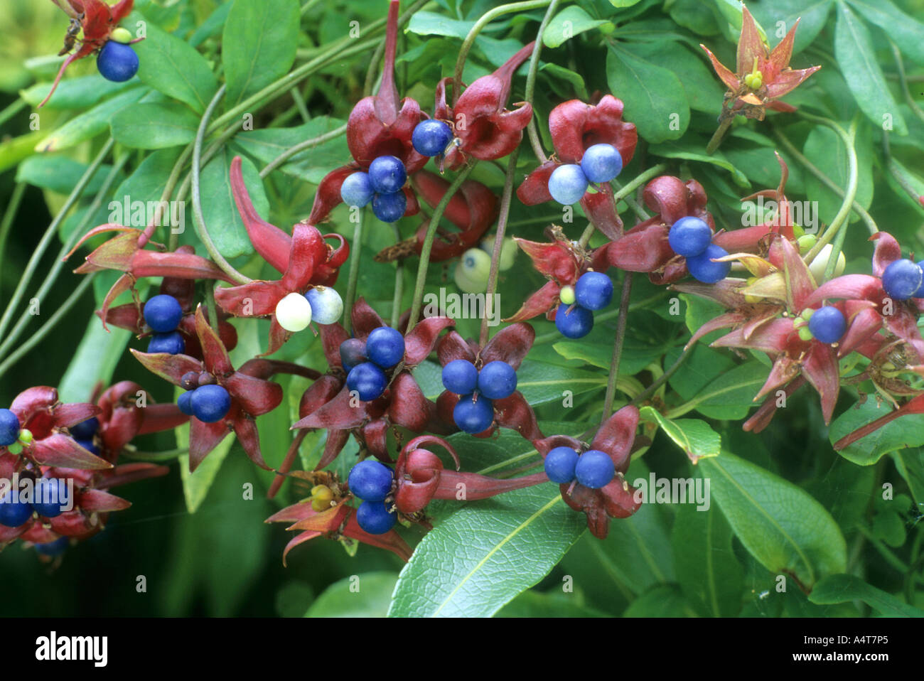 Tropaeolum speciosum, fruits, berries Stock Photo