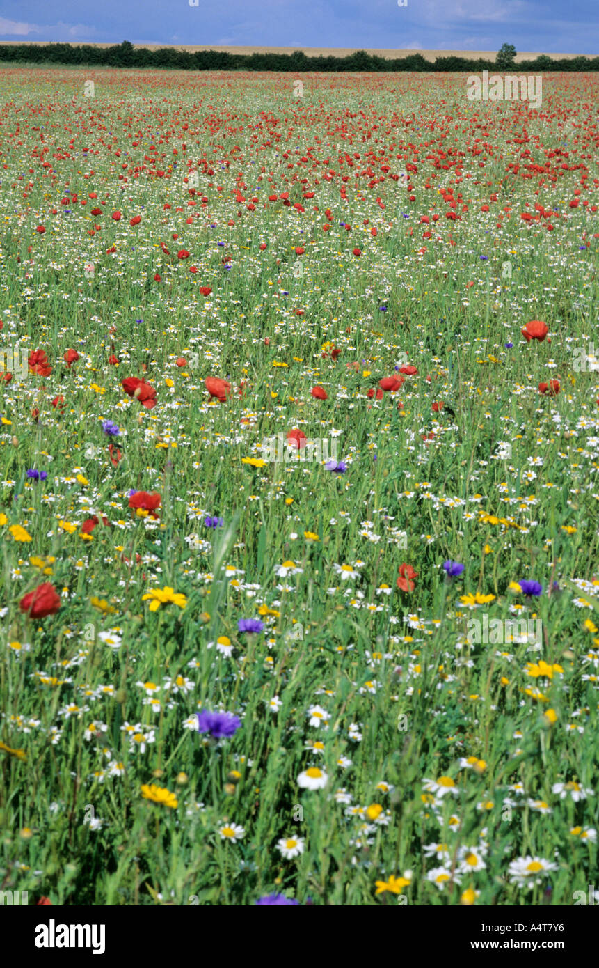 Field of Wild Flowers, Norfolk Stock Photo Alamy