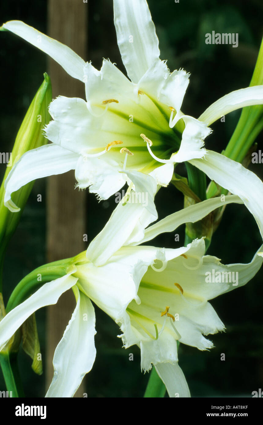 Hymenocallis x festalis, syn. Ismene festalis, fragrant garden plant, bulb Stock Photo