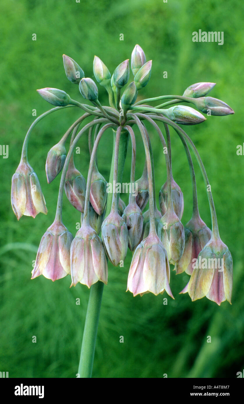 Nectaroscordum siculum bulgaricum Stock Photo