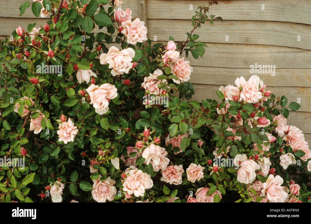 Rosa 'Albertine', climbing rose, fence roses Stock Photo