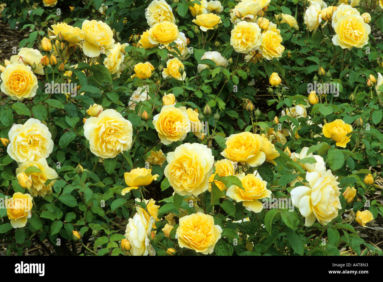 Rosa 'Graham Thomas' yellow rose roses Stock Photo