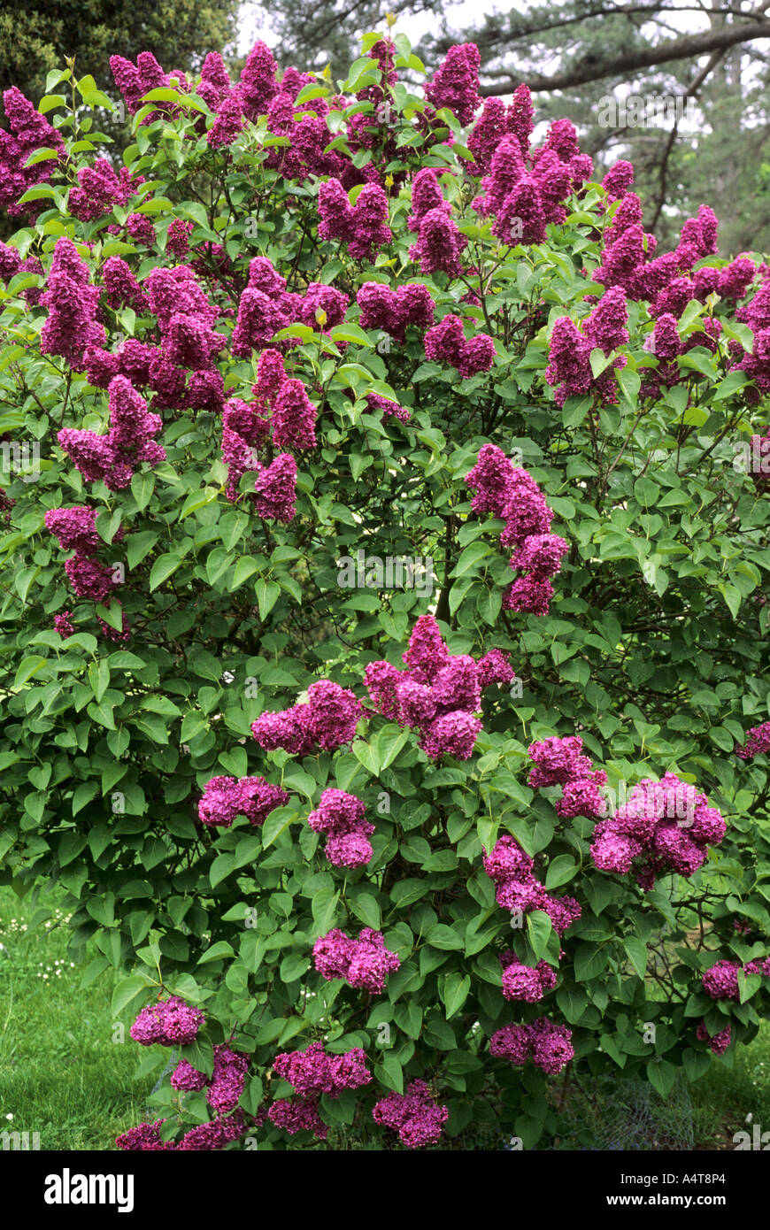 Syringa vulgaris 'Andenken an Ludwig Spath', lilac, scented flower purple syringas lilacs Stock Photo