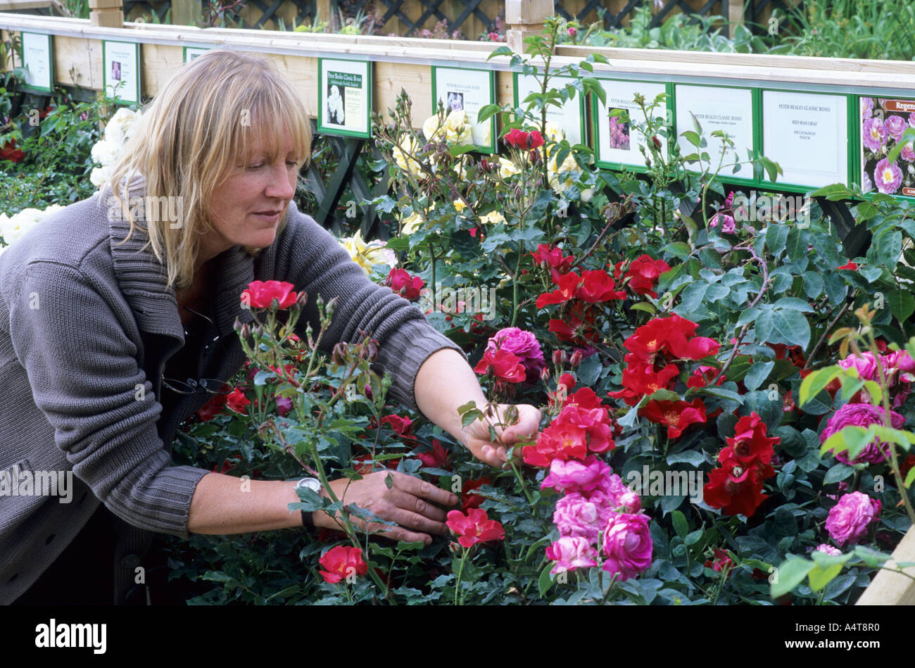 Woman selecting Roses at Nursery Garden Centre Stock Photo