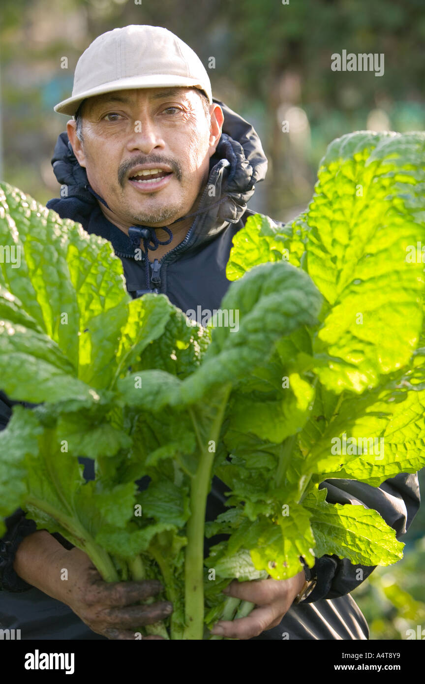 A gardner holding a chard plant in his community patch. Stock Photo