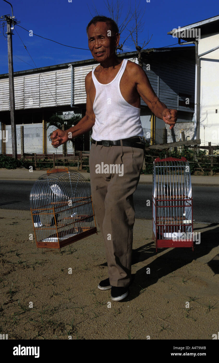 Paramaribo a man putting his songbirds outside in the morning Stock Photo