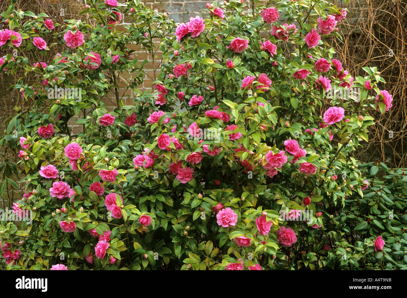 Camellia japonica 'Debbie', Leaf Chlorosis disease Stock Photo