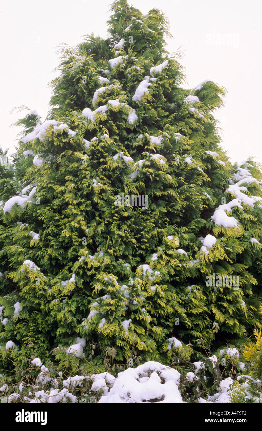 Chamaecyparis lawsoniana 'Stardust', winter' snow' conifer Stock Photo