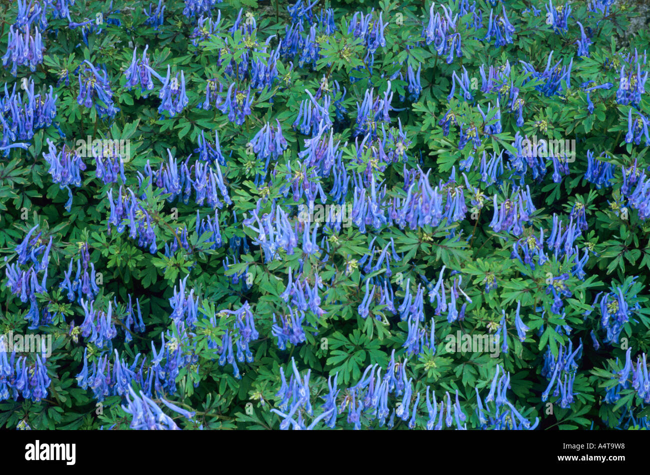 Corydalis flexuosa 'China Blue', blue flowers, garden plant Stock Photo
