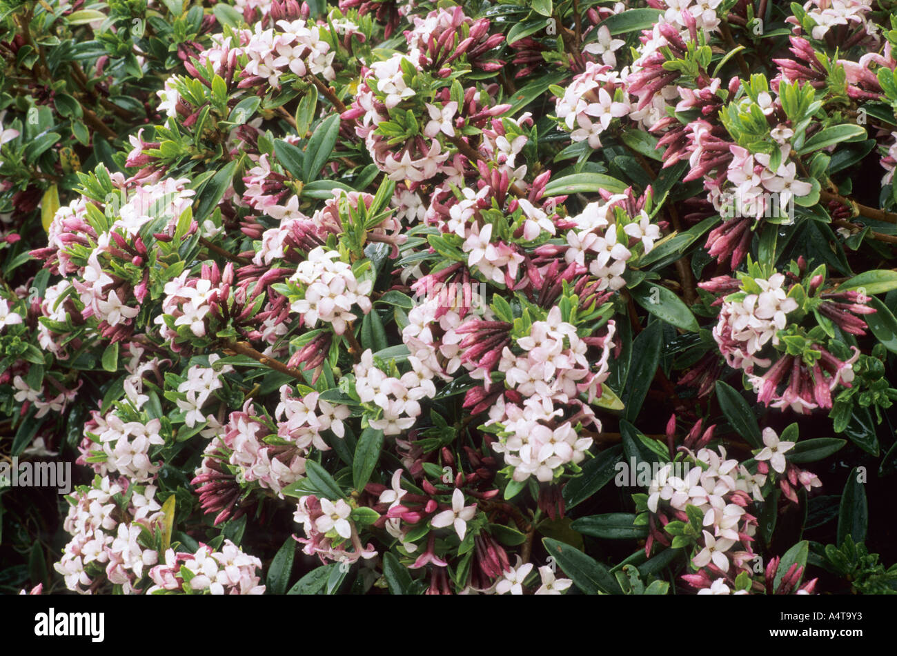 Daphne retusa syn Daphne tangutica 'Retusa Group', fragrant garden plant daphnes Stock Photo